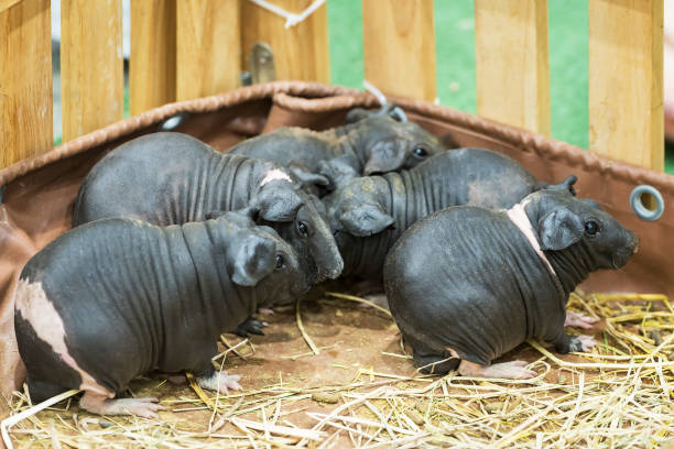 Hairless Guinea or Rodent pig top view In cages and farms